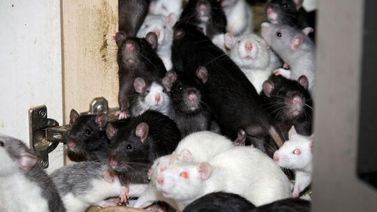 Hunderte Ratten in Wohnung