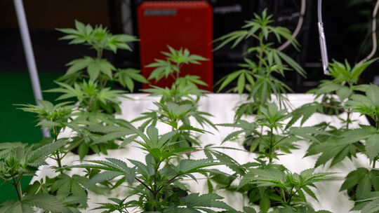 Zahlreiche Clubs stellen Anträge für Cannabis-Anbau