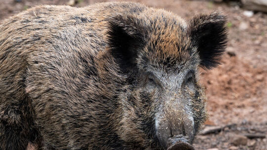 Wildschwein