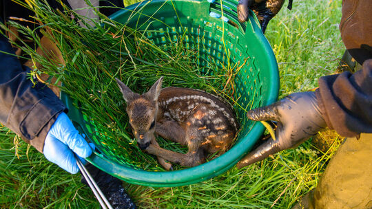 Kitzrettungsaktion des Vereins Wildtierretter Sachsen-Anhalt