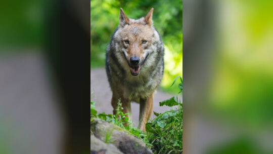 Wolf