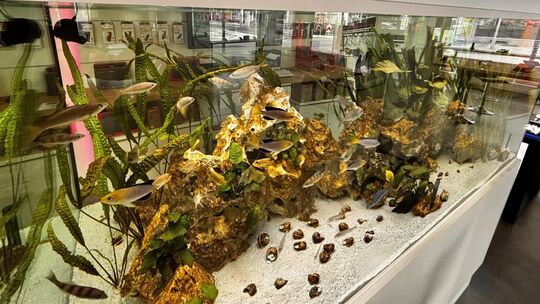 Fischexperte_Aquarium B