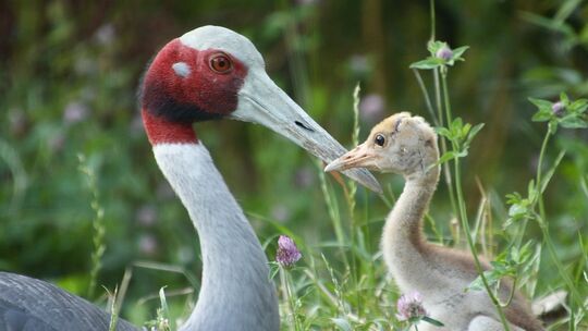 Sarus-Handaufzucht im Neuwieder Zoo