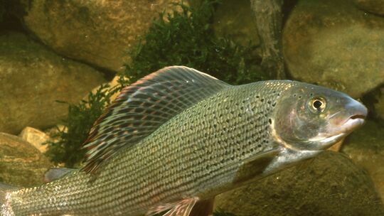 Fisch des Jahres 2011 - Die Äsche