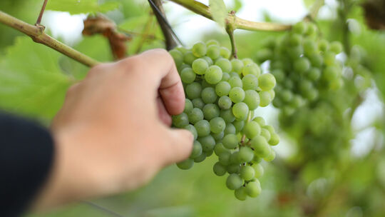 Weinlese im Stargarder Land beendet