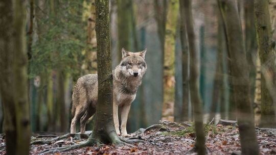 Wolf
