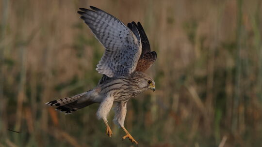 bild-8-turmfalke_mhofer-57586-weitefeld