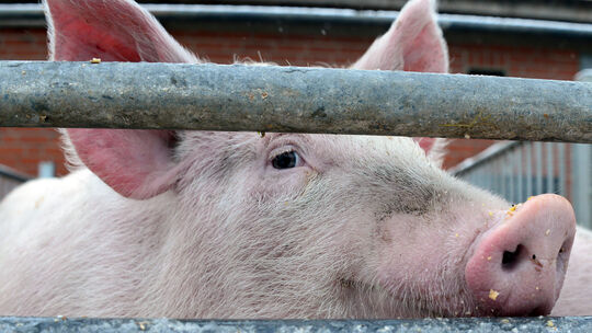 Vormarsch der Afrikanischen Schweinepest