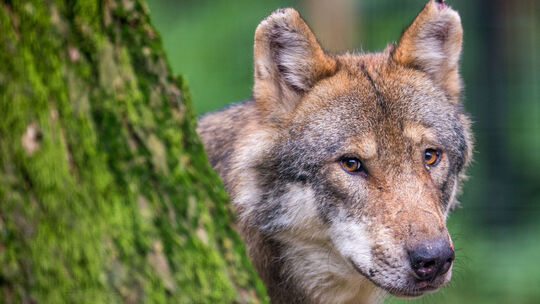Wolf