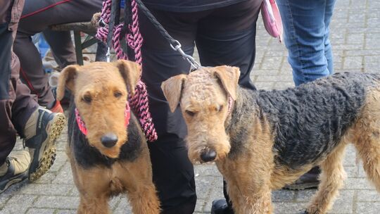 terrier-meisterschaft-bild-3-img_4098