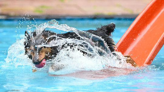 Hundeschwimmen im Freibad