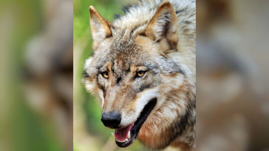 Wolf