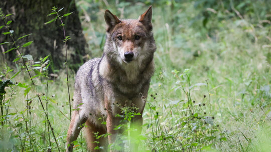 Wolf