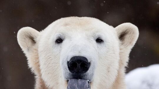 Eisbär Knut ist tot