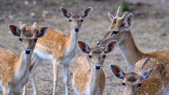 Wildpark Weißewarte in der Warteschleife