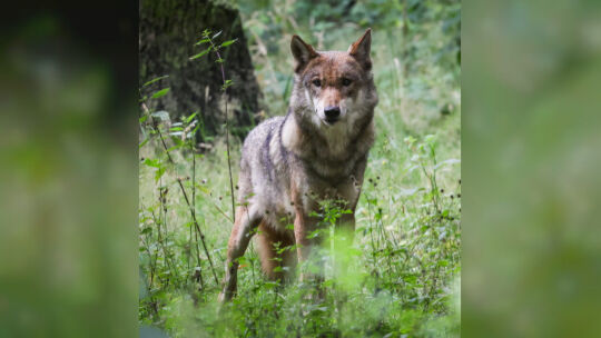 Wolf