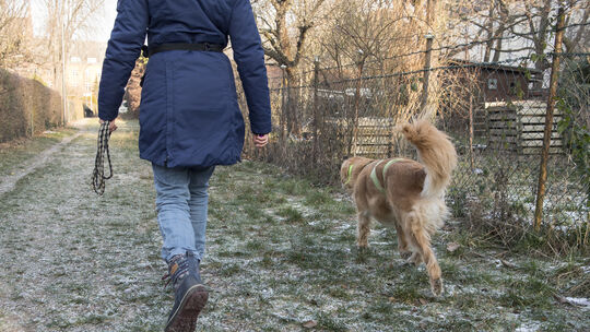 Lizenz zum Gassi-Gehen: Das bringt der Hundeführerschein