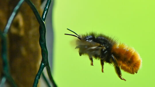 Wildbienen zum Vermieten