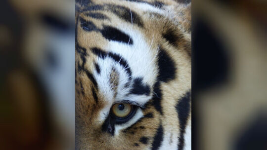 nahaufnahmen-augen-und-vibrissen-tiger-28-05-2020-17 - 1