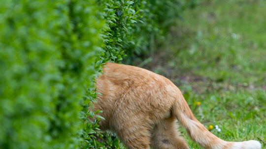 Ab durch die Hecke