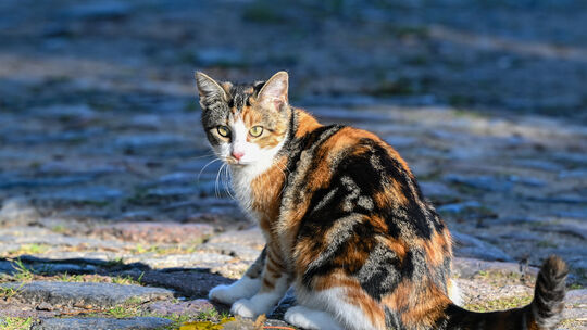 Streunerkatzen