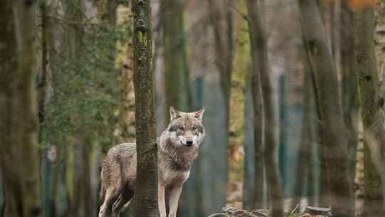 Halbes Jahr neue Leitlinie Wolf
