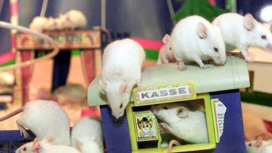 Mäuse