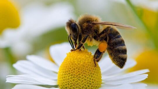 Bienen