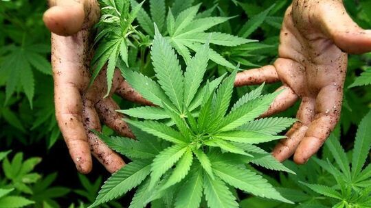 Cannabis-Pflanze