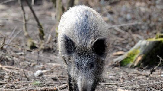 Wildschweine stressen Jäger