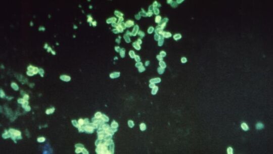 EHEC-Bakterium