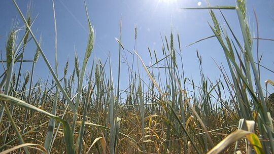 Landwirte befürchten dramatische Ernteausfälle