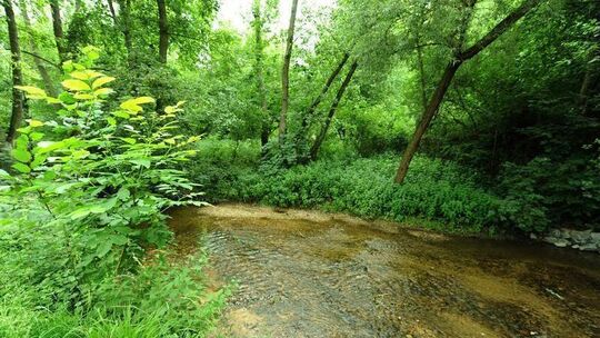 Erlenbach