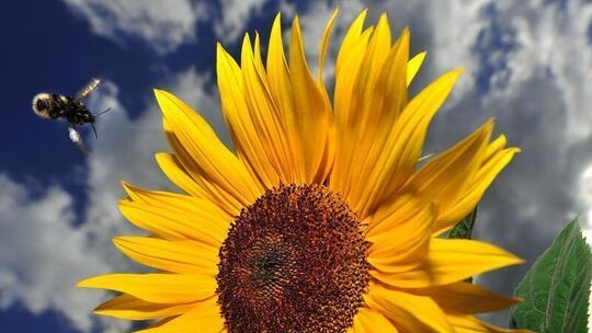 Sonnenblume