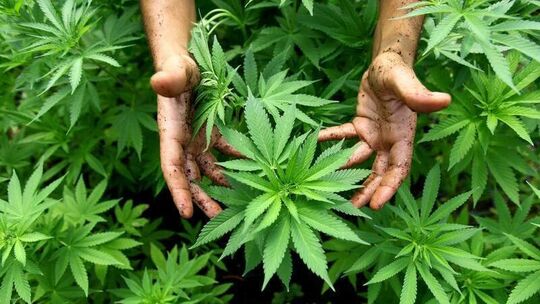 Cannabis-Pflanze