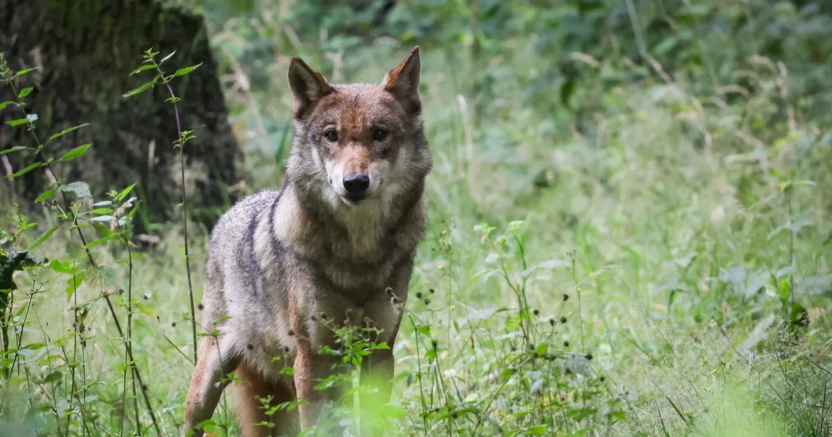 Wie Jäger und Naturschützer die Wolfssichtungen sehen