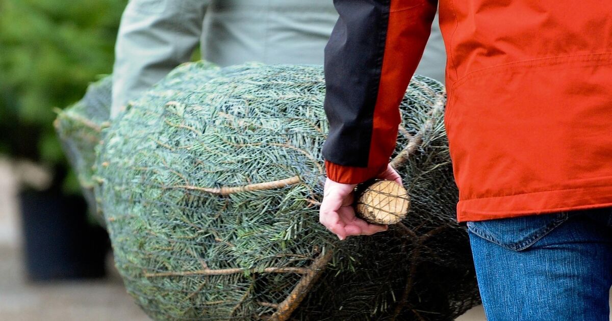 RZ-Adventskalender : Tür 12: Christbaum-Suche – Fall für „Bares für ...