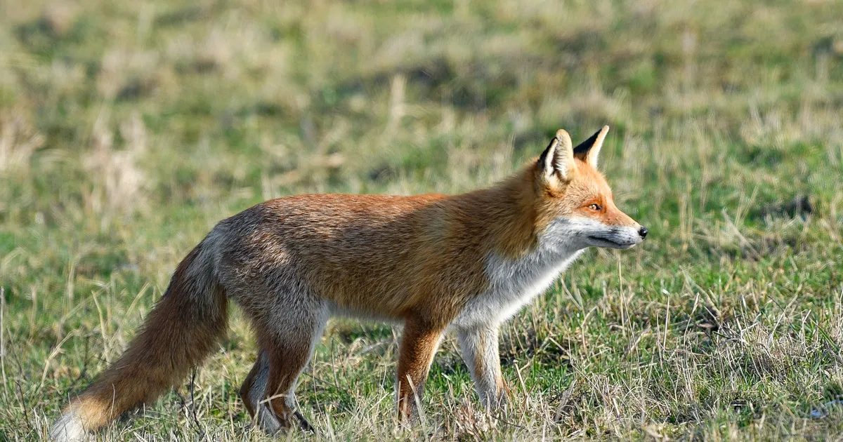 Dead foxes in Rodder pose a mystery