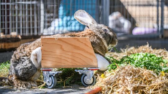 Der gelähmte Hase "Hot Wheels"
