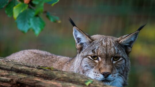 Luchs
