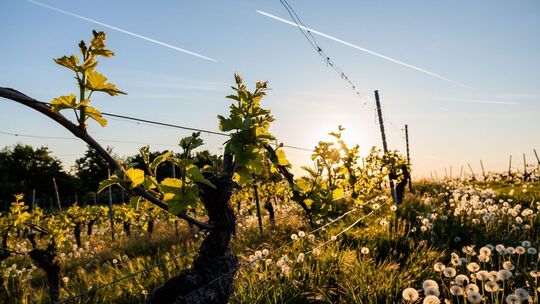 Morgens in Rheinland-Pfalz