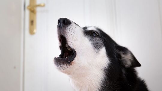 Hund allein zu Hause