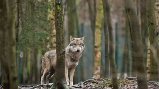 Wolf