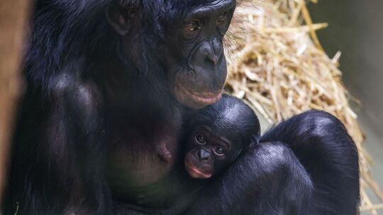 Bonobo-Weibchen im Kölner Zoo geboren