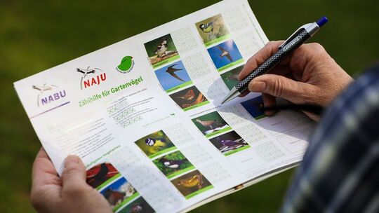 Vogelzähl-Aktion "Stunde der Gartenvögel"