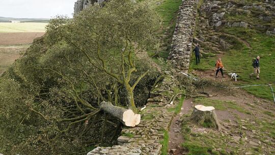 Prozess wegen Baumfällung in Sycamore Gap