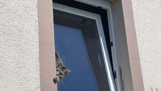 Feuerwehr rettet Katze aus misslicher Lage