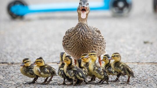Entenfamilie