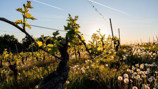 Morgens in Rheinland-Pfalz