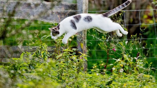 Katze springt im Garten in ein Gebüsch